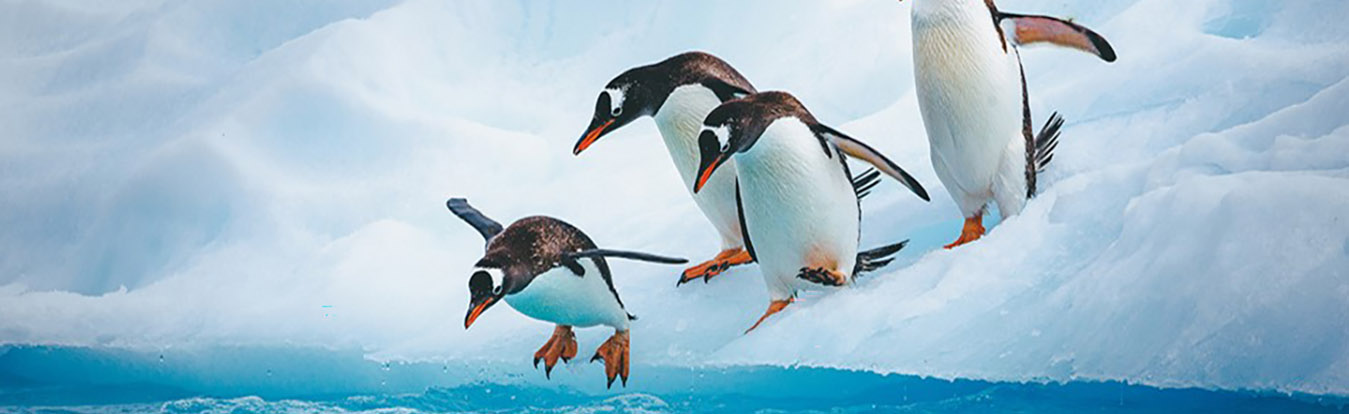 Penguins