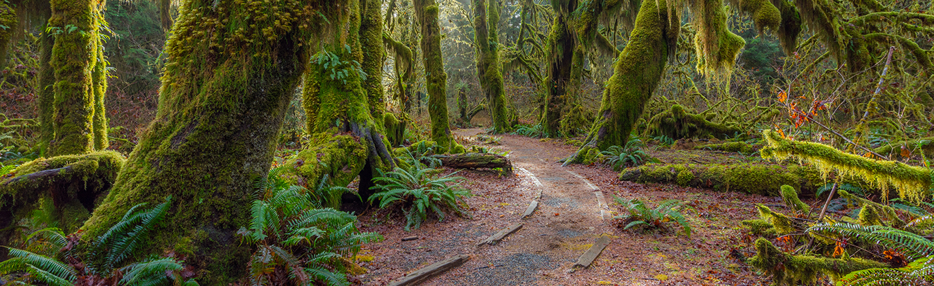 Forest 3