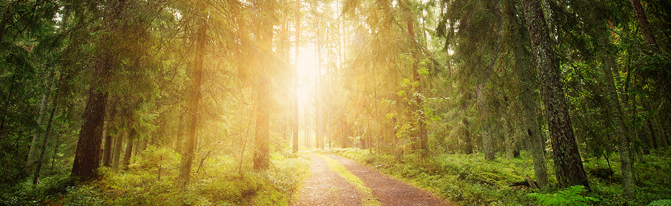 A forest with sunlight shining through