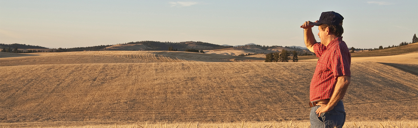 A farmer looking out over a field of crops