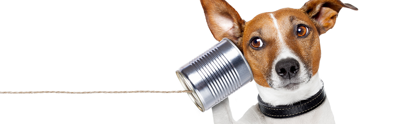 A dog listening to a tin can communicator
