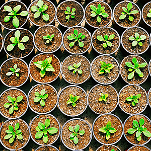 Image of planters with seedlings